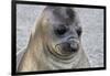 Portrait of seal pup on the beach of St. Andrews Bay, South Georgia Islands.-Tom Norring-Framed Photographic Print