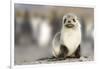 Portrait of seal pup on the beach of St. Andrews Bay, South Georgia Islands.-Tom Norring-Framed Photographic Print