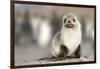 Portrait of seal pup on the beach of St. Andrews Bay, South Georgia Islands.-Tom Norring-Framed Photographic Print