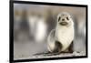 Portrait of seal pup on the beach of St. Andrews Bay, South Georgia Islands.-Tom Norring-Framed Photographic Print