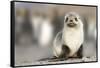 Portrait of seal pup on the beach of St. Andrews Bay, South Georgia Islands.-Tom Norring-Framed Stretched Canvas