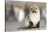 Portrait of seal pup on the beach of St. Andrews Bay, South Georgia Islands.-Tom Norring-Stretched Canvas