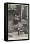 Portrait of Signor G B Amendola-Sir Lawrence Alma-Tadema-Framed Stretched Canvas