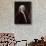 Portrait of Sir Isaac Newton-Edward Scriven-Stretched Canvas displayed on a wall