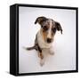 Portrait of Smooth-Coated Tricolour Merle Border Collie Puppy, 12 Weeks Old-Jane Burton-Framed Stretched Canvas