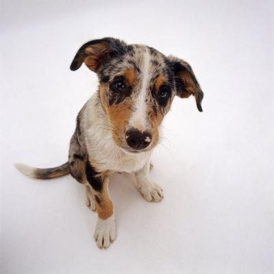 Tricolour merle top border collie