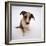 Portrait of Smooth-Coated Tricolour Merle Border Collie Puppy, 12 Weeks Old-Jane Burton-Framed Photographic Print