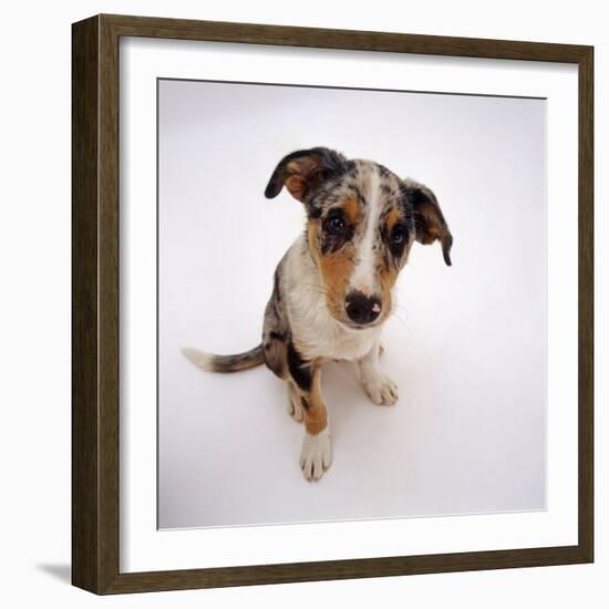 Portrait of Smooth-Coated Tricolour Merle Border Collie Puppy, 12 Weeks Old-Jane Burton-Framed Photographic Print