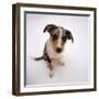 Portrait of Smooth-Coated Tricolour Merle Border Collie Puppy, 12 Weeks Old-Jane Burton-Framed Photographic Print