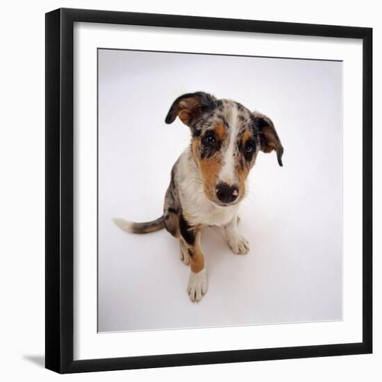 Portrait of Smooth-Coated Tricolour Merle Border Collie Puppy, 12 Weeks Old-Jane Burton-Framed Photographic Print