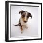 Portrait of Smooth-Coated Tricolour Merle Border Collie Puppy, 12 Weeks Old-Jane Burton-Framed Photographic Print