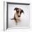 Portrait of Smooth-Coated Tricolour Merle Border Collie Puppy, 12 Weeks Old-Jane Burton-Framed Photographic Print