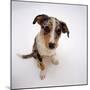 Portrait of Smooth-Coated Tricolour Merle Border Collie Puppy, 12 Weeks Old-Jane Burton-Mounted Photographic Print