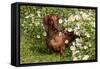 Portrait of Smooth Hair Dachshund (Red) by Daisies, Putnam, Connecticut, USA-Lynn M^ Stone-Framed Stretched Canvas