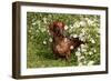 Portrait of Smooth Hair Dachshund (Red) by Daisies, Putnam, Connecticut, USA-Lynn M^ Stone-Framed Photographic Print