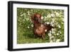 Portrait of Smooth Hair Dachshund (Red) by Daisies, Putnam, Connecticut, USA-Lynn M^ Stone-Framed Photographic Print