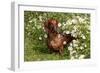 Portrait of Smooth Hair Dachshund (Red) by Daisies, Putnam, Connecticut, USA-Lynn M^ Stone-Framed Photographic Print