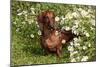 Portrait of Smooth Hair Dachshund (Red) by Daisies, Putnam, Connecticut, USA-Lynn M^ Stone-Mounted Photographic Print