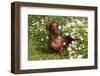 Portrait of Smooth Hair Dachshund (Red) by Daisies, Putnam, Connecticut, USA-Lynn M^ Stone-Framed Photographic Print