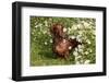 Portrait of Smooth Hair Dachshund (Red) by Daisies, Putnam, Connecticut, USA-Lynn M^ Stone-Framed Photographic Print