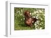 Portrait of Smooth Hair Dachshund (Red) by Daisies, Putnam, Connecticut, USA-Lynn M^ Stone-Framed Photographic Print