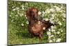 Portrait of Smooth Hair Dachshund (Red) by Daisies, Putnam, Connecticut, USA-Lynn M^ Stone-Mounted Photographic Print