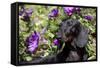 Portrait of Smooth-Hair Dachshund Standing by Swale of Purple Garden Flowers, Monroe-Lynn M^ Stone-Framed Stretched Canvas