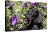 Portrait of Smooth-Hair Dachshund Standing by Swale of Purple Garden Flowers, Monroe-Lynn M^ Stone-Stretched Canvas