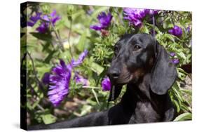 Portrait of Smooth-Hair Dachshund Standing by Swale of Purple Garden Flowers, Monroe-Lynn M^ Stone-Stretched Canvas