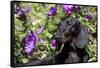 Portrait of Smooth-Hair Dachshund Standing by Swale of Purple Garden Flowers, Monroe-Lynn M^ Stone-Framed Stretched Canvas