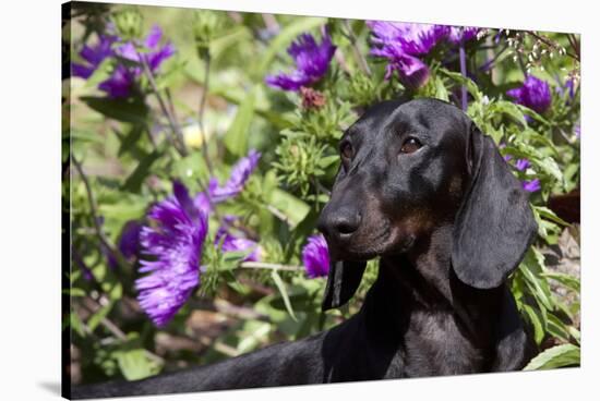 Portrait of Smooth-Hair Dachshund Standing by Swale of Purple Garden Flowers, Monroe-Lynn M^ Stone-Stretched Canvas