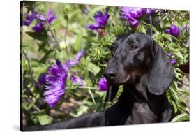 Portrait of Smooth-Hair Dachshund Standing by Swale of Purple Garden Flowers, Monroe-Lynn M^ Stone-Stretched Canvas