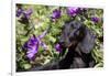 Portrait of Smooth-Hair Dachshund Standing by Swale of Purple Garden Flowers, Monroe-Lynn M^ Stone-Framed Photographic Print