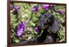 Portrait of Smooth-Hair Dachshund Standing by Swale of Purple Garden Flowers, Monroe-Lynn M^ Stone-Framed Photographic Print