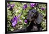 Portrait of Smooth-Hair Dachshund Standing by Swale of Purple Garden Flowers, Monroe-Lynn M^ Stone-Framed Photographic Print