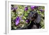 Portrait of Smooth-Hair Dachshund Standing by Swale of Purple Garden Flowers, Monroe-Lynn M^ Stone-Framed Photographic Print