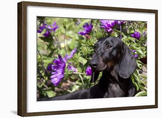Portrait of Smooth-Hair Dachshund Standing by Swale of Purple Garden Flowers, Monroe-Lynn M^ Stone-Framed Photographic Print