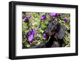 Portrait of Smooth-Hair Dachshund Standing by Swale of Purple Garden Flowers, Monroe-Lynn M^ Stone-Framed Photographic Print