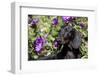 Portrait of Smooth-Hair Dachshund Standing by Swale of Purple Garden Flowers, Monroe-Lynn M^ Stone-Framed Photographic Print