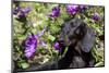 Portrait of Smooth-Hair Dachshund Standing by Swale of Purple Garden Flowers, Monroe-Lynn M^ Stone-Mounted Photographic Print