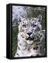 Portrait of Snow Leopard at the Sacramento Zoo, Sacramento, California, USA-Dennis Flaherty-Framed Stretched Canvas