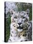 Portrait of Snow Leopard at the Sacramento Zoo, Sacramento, California, USA-Dennis Flaherty-Stretched Canvas