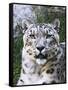 Portrait of Snow Leopard at the Sacramento Zoo, Sacramento, California, USA-Dennis Flaherty-Framed Stretched Canvas