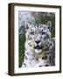 Portrait of Snow Leopard at the Sacramento Zoo, Sacramento, California, USA-Dennis Flaherty-Framed Photographic Print