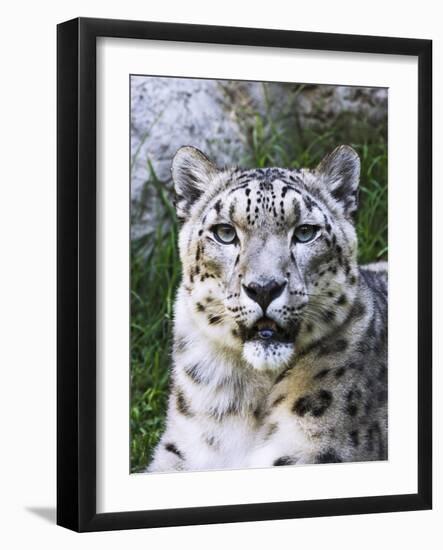 Portrait of Snow Leopard at the Sacramento Zoo, Sacramento, California, USA-Dennis Flaherty-Framed Photographic Print