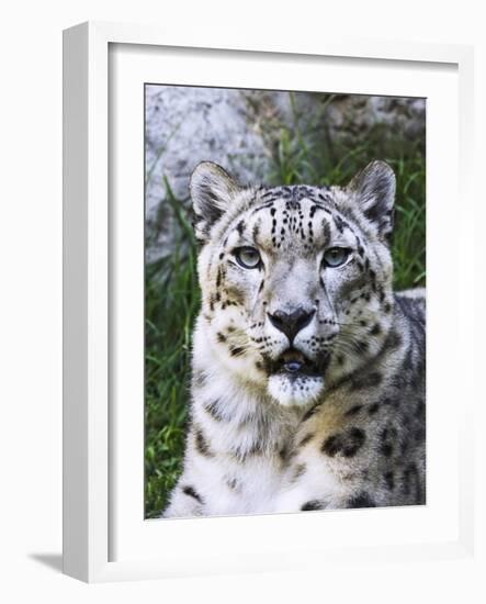 Portrait of Snow Leopard at the Sacramento Zoo, Sacramento, California, USA-Dennis Flaherty-Framed Photographic Print