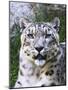 Portrait of Snow Leopard at the Sacramento Zoo, Sacramento, California, USA-Dennis Flaherty-Mounted Photographic Print