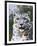 Portrait of Snow Leopard at the Sacramento Zoo, Sacramento, California, USA-Dennis Flaherty-Framed Photographic Print