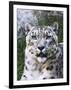 Portrait of Snow Leopard at the Sacramento Zoo, Sacramento, California, USA-Dennis Flaherty-Framed Photographic Print