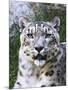 Portrait of Snow Leopard at the Sacramento Zoo, Sacramento, California, USA-Dennis Flaherty-Mounted Photographic Print